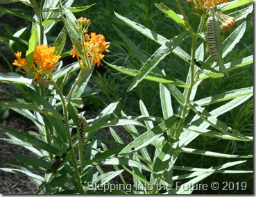 monarch caterpillars on butterfly weed