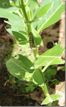 1st monarch caterpillars 2022